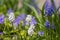 Muscari aucheri grape hyacinth white flowering flowers, group of bulbous plants in bloom, green leaves