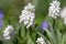 Muscari aucheri white flowering flowers, group of bulbous plants in bloom, green leaves