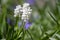 Muscari aucheri white flowering flowers, group of bulbous plants in bloom, green leaves