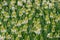 Muscari aucheri White Magic, Aucher-Eloy grape hyacinth. Ornamental plants for gardens, parks. Landscape design concept