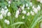 Muscari aucheri white magic, grape hyacinth flowers close up, UK