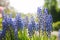 Muscari blue, bulbous perennial, spring flowers, spring mood