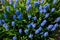 Muscari blue, bulbous perennial, spring flowers, spring mood