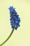 Muscari blue flower. Macro.