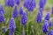 Muscari blue flower macro - spring flower meadow