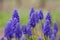 Muscari blue flower macro - spring flower meadow