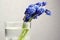 Muscari blue flowers in glass pot on gray background