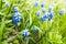 Muscari. Blue flowers in spring garden