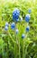 Muscari. Blue flowers in spring garden. Vertical