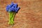 Muscari blue flowers on a wooden background.
