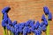 Muscari blue flowers on a wooden background.