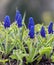 Muscari blue is a genus of bulbous plants in the Asparagus family