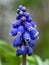 Muscari - Blue Grape Hyacinth Close-up