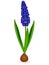 Muscari blue grape hyacinth plant with light bulb, isolated on white background.