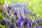 Muscari. Blue spring flower, Grape Hyacinth, Muscari racemosum