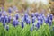 Muscari - blue spring flowers