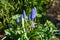 Muscari, bluebell, hyacinth in blossom