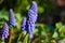Muscari, bluebell, hyacinth in blossom