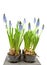 Muscari botryoides flowers