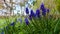 Muscari botryoides - group of plants with blue cluster-shaped flowers