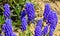 Muscari botryoides - group of plants with blue cluster-shaped flowers, Ukraine