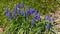 Muscari botryoides - group of plants with blue cluster-shaped flowers, Ukraine