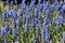 Muscari bright blue flowers adorn flowerbeds in summer gardens