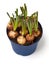 Muscari bulbs