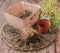 Muscari bulbs in pots with dried leaves at the end of the growing season