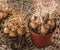 Muscari bulbs in pots with dried leaves at the end of the growing season