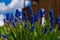 Muscari close-up, blue, purple flowers. Perennial bulbous plants.