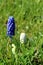 Muscari, common name: grape hyacinth