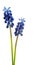 Muscari flower