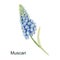 Muscari flower watercolor drawing, for decorating cards, invitation