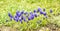 Muscari flowers