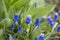 Muscari flowers blue background