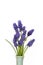 Muscari flowers blue grape hyacinth isolated