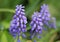 Muscari flowers close up