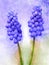 Muscari flowers, Muscari armeniacum, Grape Hyacinths - watercolor painting. Botanical illustration