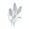 Muscari flowers, retro drawing. Grape hyacinth drawn in vintage detailed style. Engraved contoured floral plant. Old
