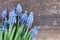 Muscari flowers on table