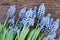 Muscari flowers on table