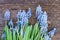 Muscari flowers on table