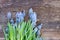 Muscari flowers on table