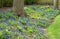 Muscari in a garden, lots of blue grape hyacinths, UK