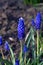 Muscari is a genus of perennial bulbous plants native to Eurasia