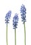 Muscari or grape hyacinth blue flowers isolated on white