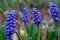 Muscari Grape Hyacinth Family Landscape