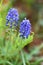 The Muscari ( Grape hyacinth ) flowers.