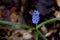 Muscari Grape Hyacinth Solo